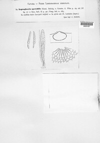 Nodulosphaeria spectabilis image